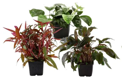 Produktbild von Mutterpflanzen Set mit 3 Tropica XL Topf Pflanzen Aquariumpflanzenset Nr.122
