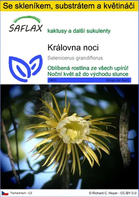 Obrázek produktu pro SAFLAX Kultivační sada - královna noci - Selenicerus grandiflorus - 40 Semena - S mini skleníkem, pěstebním substrátem a 2 květináči