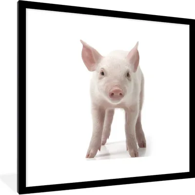Produktbild von MuchoWow® Gerahmtes Poster Schwein - Tiere - Weiß 40x40 cm - Poster mit Schwarzem Bilderrahmen Wandposter Rahmen Foto Bilder - Poster - Plakat im Rahmen