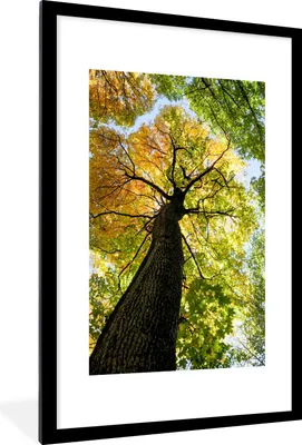 Produktbild von MuchoWow® Gerahmtes Poster Baum - Natur - Wald 60x90 cm - Poster mit Schwarzem Bilderrahmen Wandposter Rahmen Foto Bilder - Dekoration - Wandposter Wohnzimmer - Hochwertig