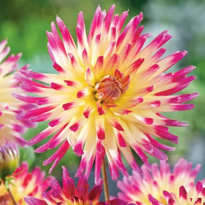 Produktbild von Dahlie Dahlienpflanzen Garten und Töpfe Knollen Kaktus-Dahlie Tahiti Trio 1 St.