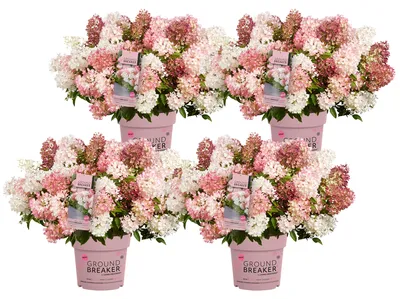 Produktbild von Dehner Bodendecker-Rispenhortensie Groundbreaker® Blush™, 4er Set, weiße bis rosa Blüten, je ca. 20-30 cm exkl. Pflanztopf, je 1.5 l Topf, Zierstrauch