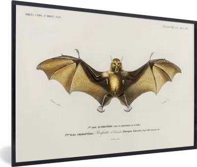 Produktbild von MuchoWow® MuchoWow® Gerahmtes Poster Vintage - Fledermaus - Tier 90x60 cm - Poster mit zchwarzem Bilderrahmen - Fotorahmen - Foto-Plakat
