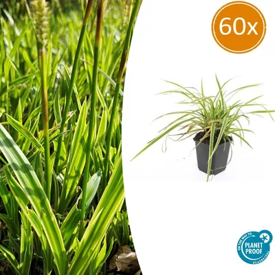 Produktbild von Carex morrowii 'Aureovariegata' | 60 Stücke - 10-25cm - Ø9cm - Gartenpflanze