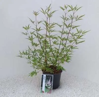 Image de Vitex agnus-castus 'Albus' - Poivre du moine 30- 40 cm - conteneur