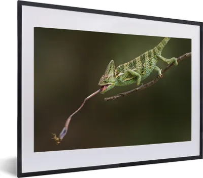 Produktbild von MuchoWow® MuchoWow® Gerahmtes Poster Chamäleon fängt Grashüpfer 40x30 cm - Poster mit zchwarzem Bilderrahmen - Bilderrahmen - Poster im Rahmen