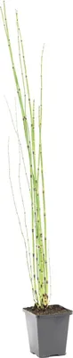 Produktbild von Bloomique - Equisetum Japonicum - Japanischer Schachtelhalm - Teichpflanzen Winterhart - Wasserpflanzen - Zone 2-3 - Höhe 20-30 cm - Topf 9 cm