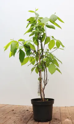 Produktbild von Calycanthus floridus, Gewürzstrauch, aromatisch, 40–60 cm