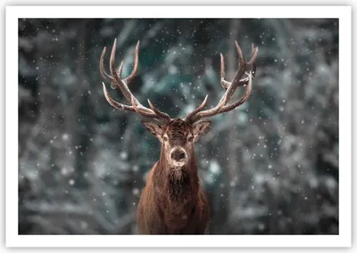 Produktbild von Poster - Poster ohne Rahmen - Hirsch Hirsch Winter - 100x70 cm - Wand Bild - Wanddeko - Wandbilder - Kunstposter - Wandposter - Bilder - Kunstdruck - Wanddekoration - Wandbild - P2XAA100x70-4998