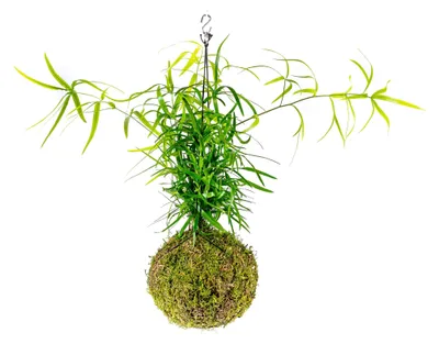 Produktbild von Gardners Kokedama mit Asparagus falcatus (L)