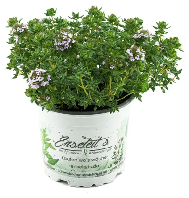 Produktbild von Enseleits Thymus serpyllum 'Creeping Red', Teppichthymian