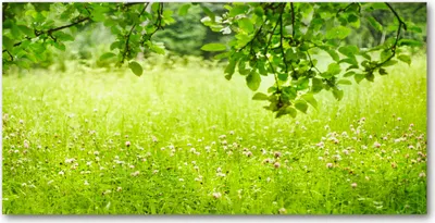 Produktbild von Tulup® Glas-Bild - 100x50 -Wandkunst - Wandbild hinter gehärtetem Sicherheitsglas  - Landschaften - Grüne Wiese - Grün