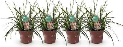 Produktbild von GreenboutiQ - Ziergräser - Carex oshimensis Intense Green - Grün - 4 Pflanzen - Immergrün - Wenig Pflege - Topf 17cm Höhe 50cm
