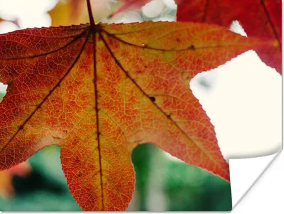 Produktbild von MuchoWow® Poster Herbst - Landleben - Blätter - Jahreszeiten - Landleben 160x120 cm - Foto Plakat