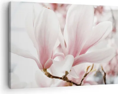Produktbild von Bild auf Leinwand - Leinwandbild - Einteilig - Zweig Magnolie Blume - 70x50cm - Wand Bild - Wanddeko - Wandbilder - Leinwanddruck - Bilder - Wanddekoration - Leinwand bilder - Wandbild - AA70x50-4538