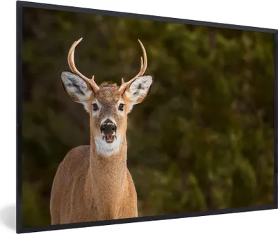 Produktbild von MuchoWow® MuchoWow® Gerahmtes Poster Hirsche - Hirschkopf - Natur 90x60 cm - Poster mit zchwarzem Bilderrahmen - Fotorahmen - Foto-Plakat