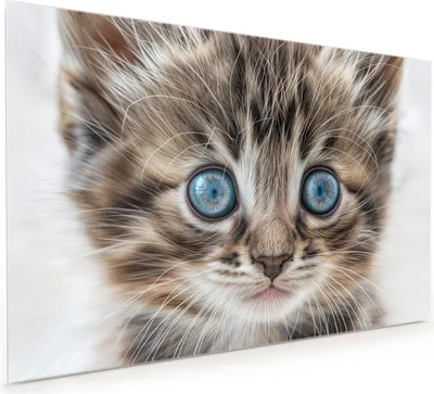 Produktbild von Küchenrückwand Spritzschutz Glas mit Motiv Blaue Augen Kätzchen 40 x 40 cm