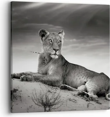 Produktbild von Bild auf Leinwand - Leinwandbild - Tierwelt weiblich katze Tier - 40x40cm - Wand Bild - Wanddeko - Leinwanddruck - Bilder - Kunstdruck - Wanddekoration - Leinwand bilder - Wandkunst - AC40x40-3165