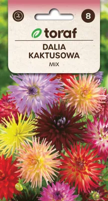 Zdjęcie produktu dla Dalia Kaktusowa MIX Nasiona kwiatów 487 Toraf