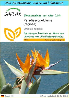 Produktbild von SAFLAX - Geschenk Set - Paradiesvogelblume (reginae) - 5 Samen - Mit Geschenk- / Versandbox, Versandaufkleber, Geschenkkarte und Anzuchtsubstrat - Strelitzia reginae