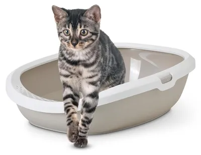 Image de Savic Katzentoilette "Gizmo Large" 52 x 39,5 x 15 cm moka / weiß