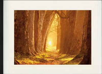 Produktbild von Forests Framed Picture With Elegant Passepartout | Wall Art | In Picture Frame - Magical Light, Forest Path In Autumn (60 x 80 cm)