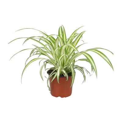 Image de Chlorophytum Ø12Cm - ↕12Cm