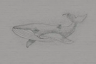 Produktbild von Tadessi Fototapete | Tiere | 4.00 m x 2.70 m | Grau | Schwarz | Wandbild | Digitaldruck