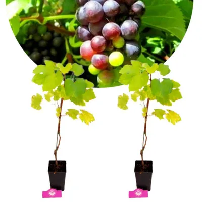Two young grape plants in pots with a bunch of grapes in the background.