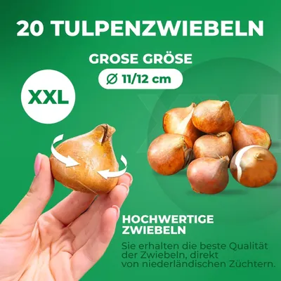Productafbeelding van Winterharde, meerjarige tulpenbollen - Double Black Passion - 20 bloembollen - Echte planten uit Nederland - Tulpenbollen voor tuin, potten en balkon (grote bollen, geen zaad, niet kunstmatig)