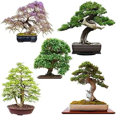 Produktbild von PolkaHome® Bonsai-Anzuchtset – 5 exotische Baumsamen, hohe Keimrate, 30 cm Höhe