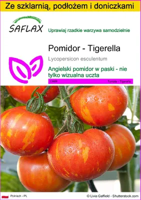 Zdjęcie produktu dla SAFLAX - Zestaw do uprawy - Pomidor - Tigerella - 10 Nasiona - Z mini szklarnią, podłożem uprawowym i 2 doniczkami - Lycopersicon esculentum