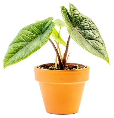 Obrázok produktu pre Gardners Alocasia Scalprum, priemer 6 cm