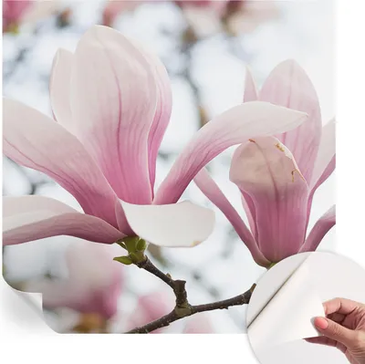 Produktbild von Selbstklebende Wandtapete - Dekorative Tapete für Wohnzimmer - Klebefolie für Wandbilder - Tapetenfolie für Wanddekoration - 250x250 cm - Magnolienblüten