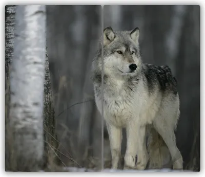 Produktbild von Tulup Glas-Herdabdeckplatte - 2x30x52cm - Glaskeramikkochfeld-Abdeckung Spritzschutz Zweiteilig Grauer Wolf