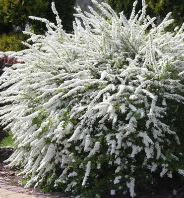 Produktbild von Weiße Rispenspiere ´GREFSHEIM´ 15-20 cm, Cont. 1,4 l
