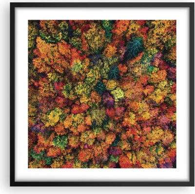 Produktbild von Gerahmtes Poster - Schwarzer Rahmen - Herbst Perspektive Vogel - 50x50 cm - Wand Bild - Wanddeko - Wandbilder - Kunstposter - Wandposter - Bilderrahmen - Bilder - Kunstdruck - P2BAC50x50-4478