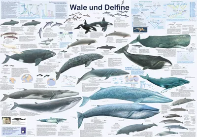 Produktbild von Wale und Delfine Poster deutsch DIN A1 84,1 x 59,4 cm