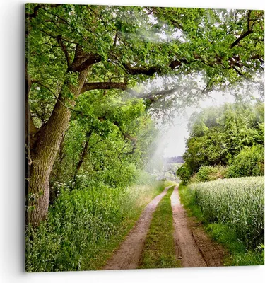 Produktbild von Bild auf Leinwand - Leinwandbild - Pfad Natur Wald Grün - 70x70cm - Wand Bild - Wanddeko - Leinwanddruck - Bilder - Kunstdruck - Wanddekoration - Leinwand bilder - Wandkunst - AC70x70-2637