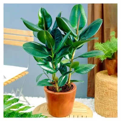 Produktbild von Ficus Robusta - Gummibaum | Premium Zimmerpflanze zum Verkauf | 30-40cm getopft