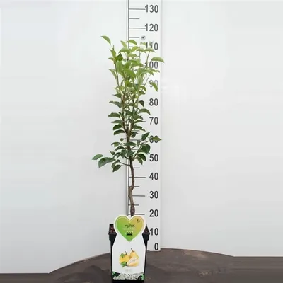 A young pear tree in a pot, standing next to a measuring stick.