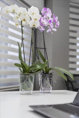 Image de Pots de fleurs transparents avec système d'auto-arrosage pour orchidées et plantes d'intérieur – 3 L, 70 % de matériaux recyclés