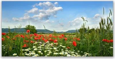 Produktbild von Glasbilder 120x60 Wandbild Druck auf Glas Wiese Blumen Natur