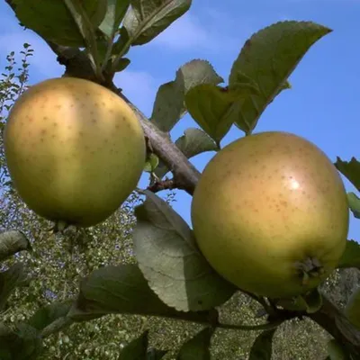 Produktbild von Obstbaum Apfelbaum Äpfel 2jährig Sommer- Herbst- Winter Apfel , Apfelbaum Varianten:Golden Delicious Winterapfel