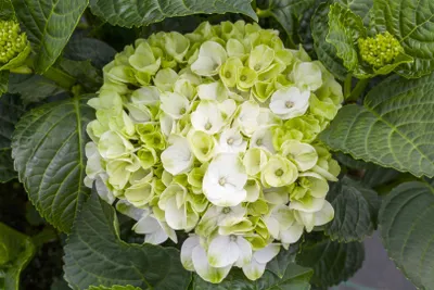 Produktbild von Hydrangea macrophylla 'Hochzeits-Hortensie', weiß, 30–40 cm