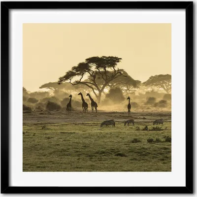 Produktbild von Bild - 50 cm x 50 cm - MDF - Rahmen, Wandkunst - Giraffen in der Savanne