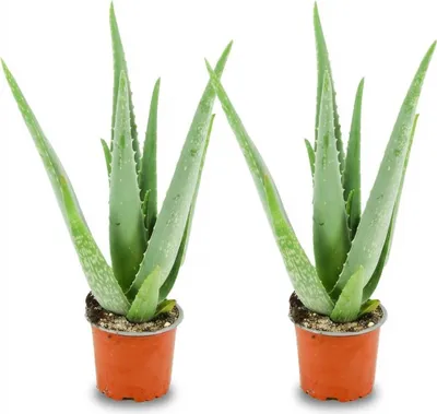 Immagine prodotto di Aloe vera – 2 piante – Ø 10,5 cm – Altezza 35-40 cm – Succulenta di facile manutenzione – Pianta medicinale dalle foglie carnose – Ideale per il davanzale della finestra e il soggiorno