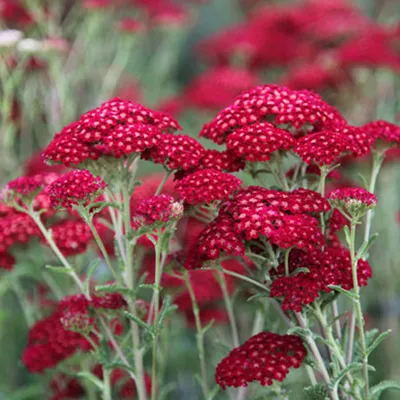 Immagine prodotto di 6 x mazzi di achillea  - Achillea millefolium 'Red Velvet'  | Vaso 9 cm x 9 cm