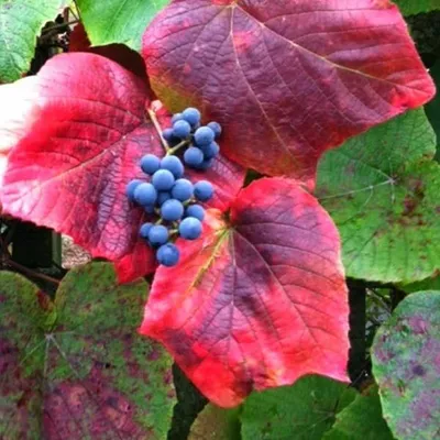 Produktbild von 2 x  Scharlachwein - Vitis coignetiae  | 60-80 cm im Container