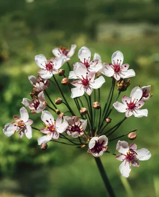 Produktbild von Butomus umbellatus 'Schneeweißchen', Schwanenblume, weiß, ca. 9x9 cm Topf